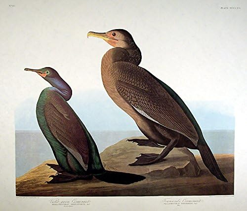 Menekşe Yeşili Karabatak, Townsend'in Karabatağı. Amerika'nın Kuşları ndan (Amsterdam Baskısı)