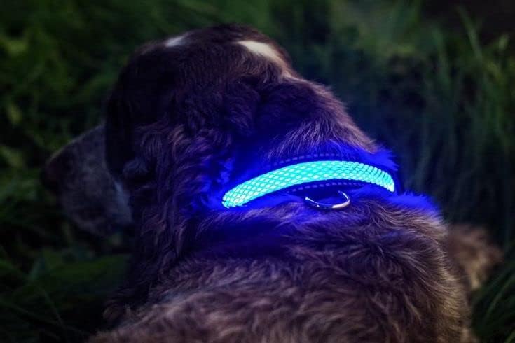 Spotdog'un Yanıp Sönen LED köpek Tasması, Güvenlik için Küçük/ Orta / Büyük Boy Suya Dayanıklı USB Şarj Edilebilir Kızdırma,