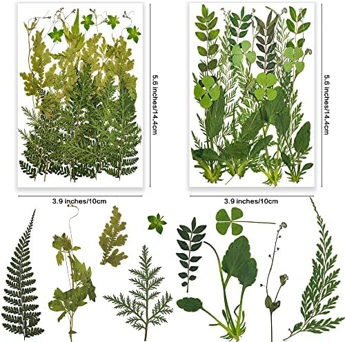 Kurutulmuş Preslenmiş Eğrelti Otları Yaprak Yaprakları, YouthBro 85 ADET Yeşil Gerçek Doğa Bitki Herbaryum Seti DIY Takı