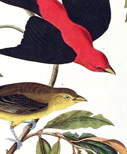 Louisiana Tanager, Kızıl Tanager. Amerika'nın Kuşları ndan (Amsterdam Baskısı)