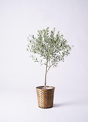 HitoHana Zeytin Ağacı No. 6 Soku Bambu Sepet