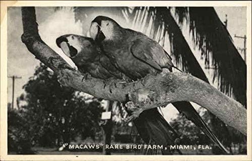 Nadir Kuş Çiftliği-Amerika Papağanı Miami, Florida FL Orijinal Vintage Kartpostal